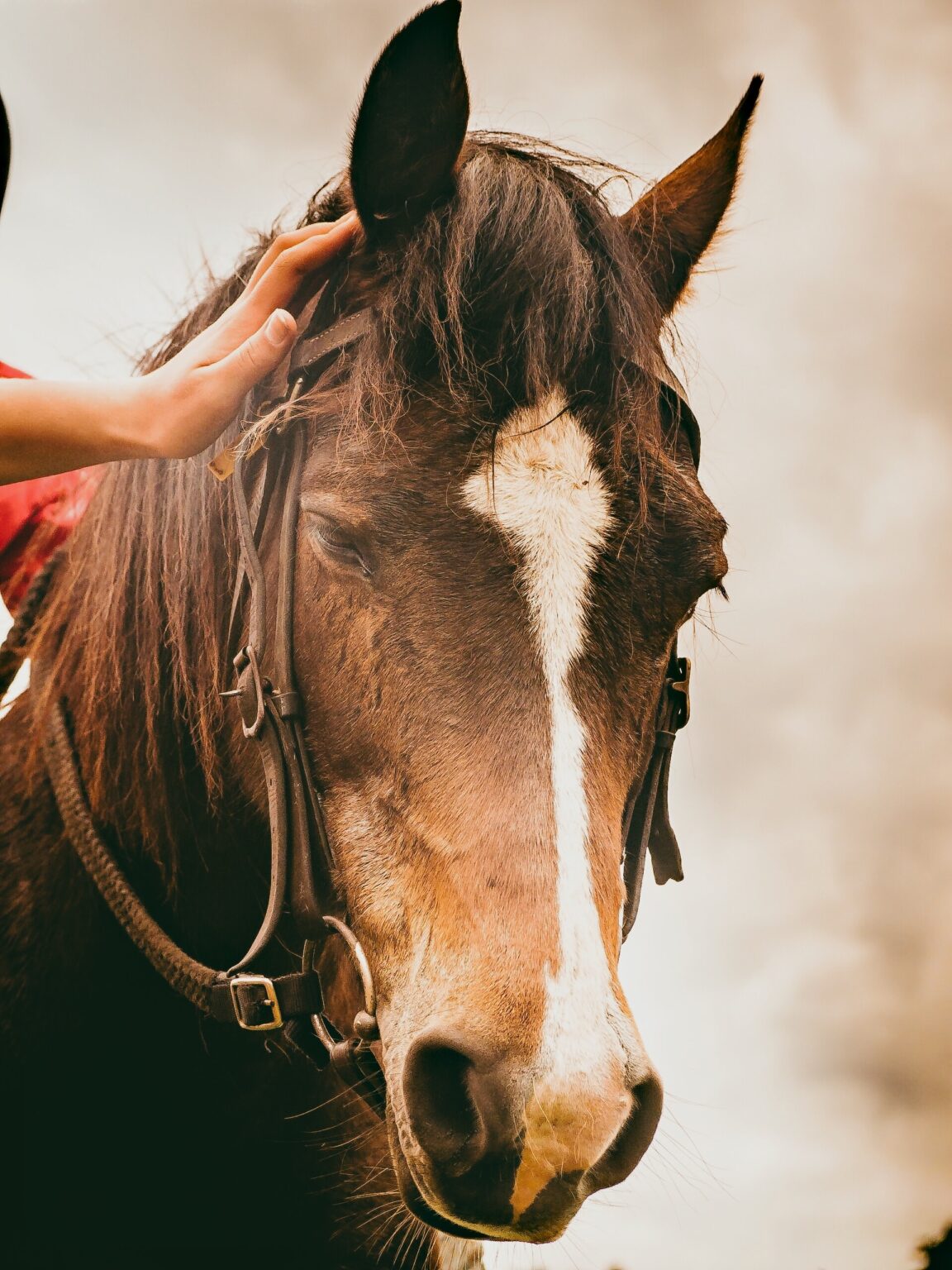 Equine Assisted personal development and learning